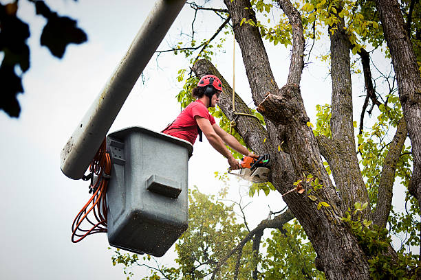 Best Root Management and Removal  in Mondovi, WI